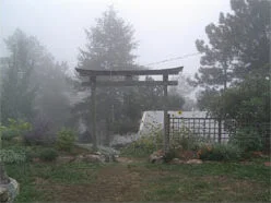 zengarden-organic-bountea